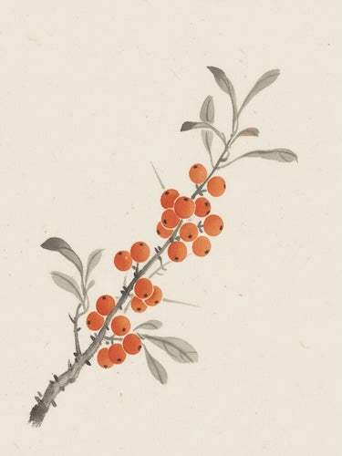 HIPPOPHAE RHAMNOIDES FRUIT EXTRACT