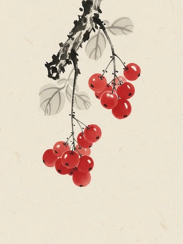 Schisandra chinensis Fruit Extract