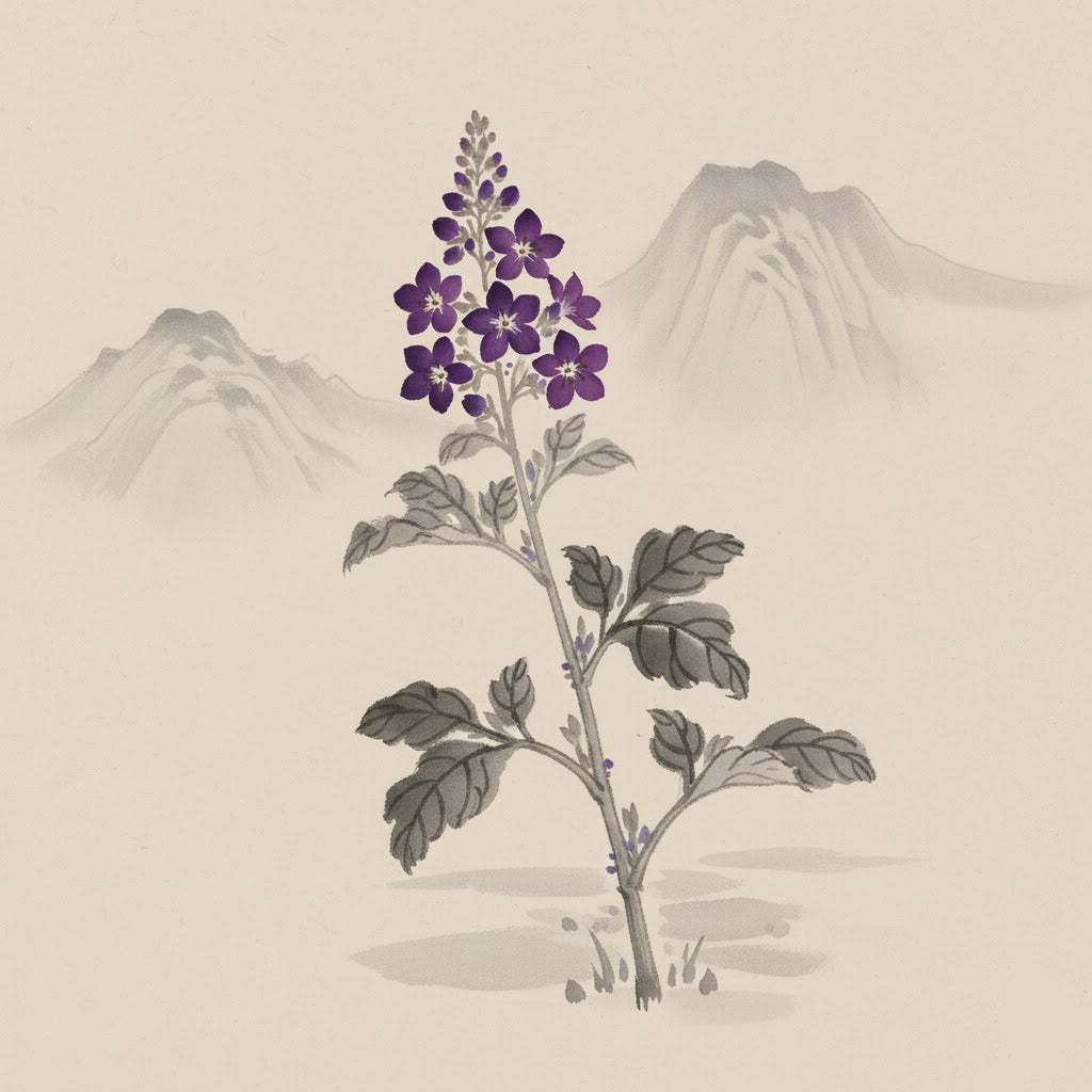 Lithospermum Erythrorhizon Root Extract